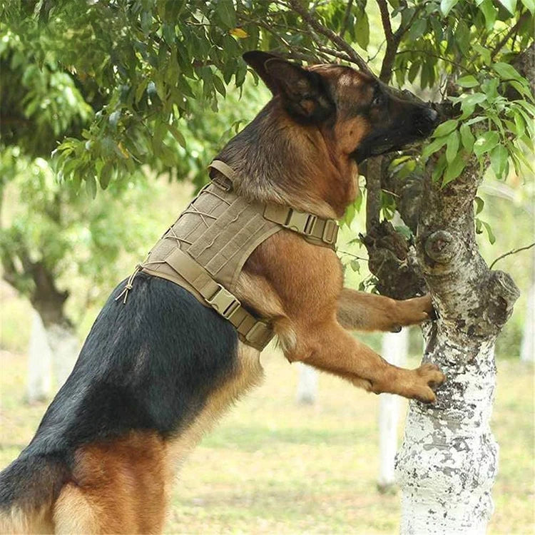 A brown and black dog wearing a tactical harness is interacting with a tree in an outdoor setting.