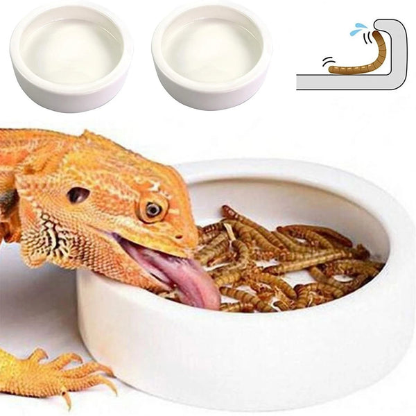 Cuenco de cerámica para alimentar y regar reptiles lleno de insectos, junto a un pequeño cuenco blanco e ilustración de