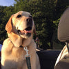 Verstellbares Hundegurt-Geschirr für das Auto