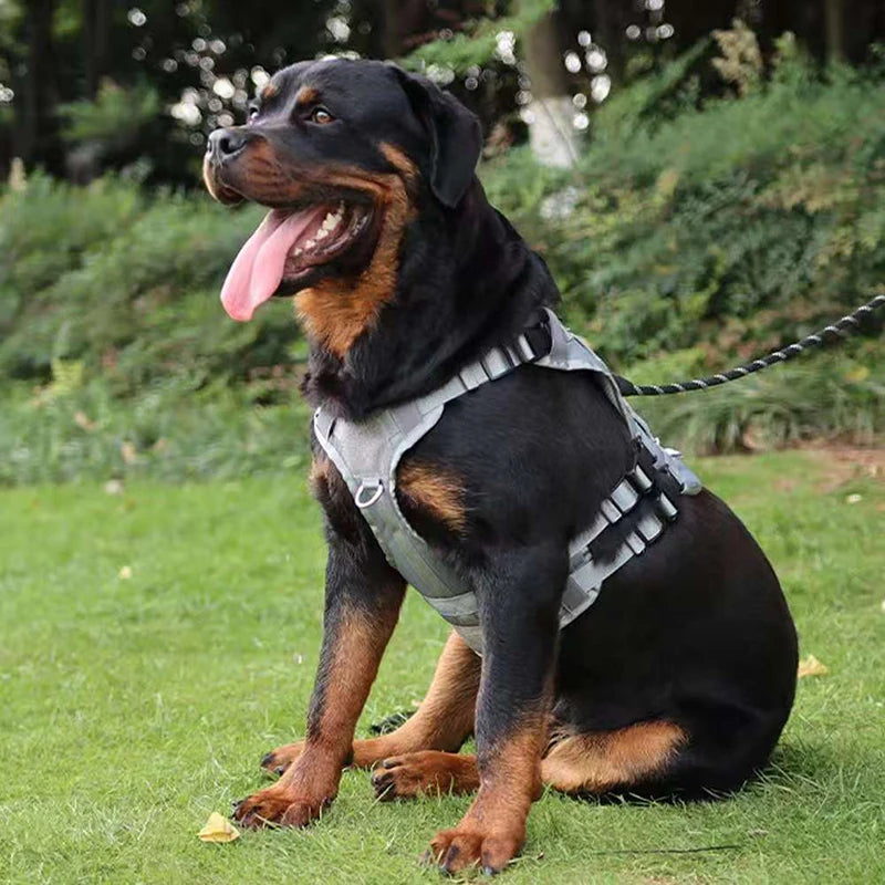 A black Labrador dog wearing a gray heavy-duty no-pull harness and leash, sitting on green grass.
