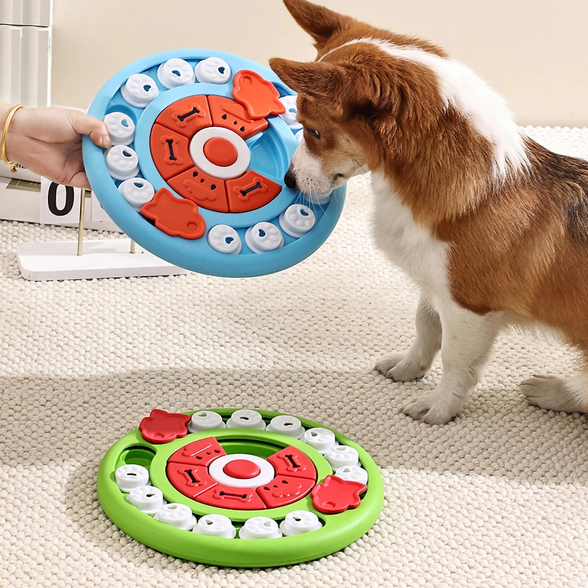 Un chien brun et blanc interagit avec un jouet distributeur à puzzle bleu pour animaux.