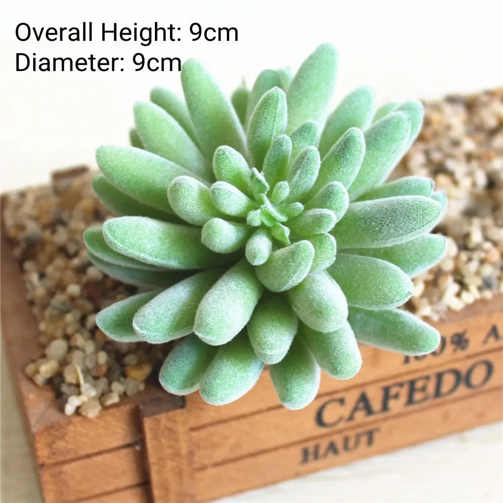 A vibrant green succulent plant with thick fleshy leaves is displayed on a wooden surface.