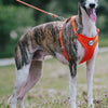 Reflective Nylon Dog Leash with Quick-Release Clip – 150cm