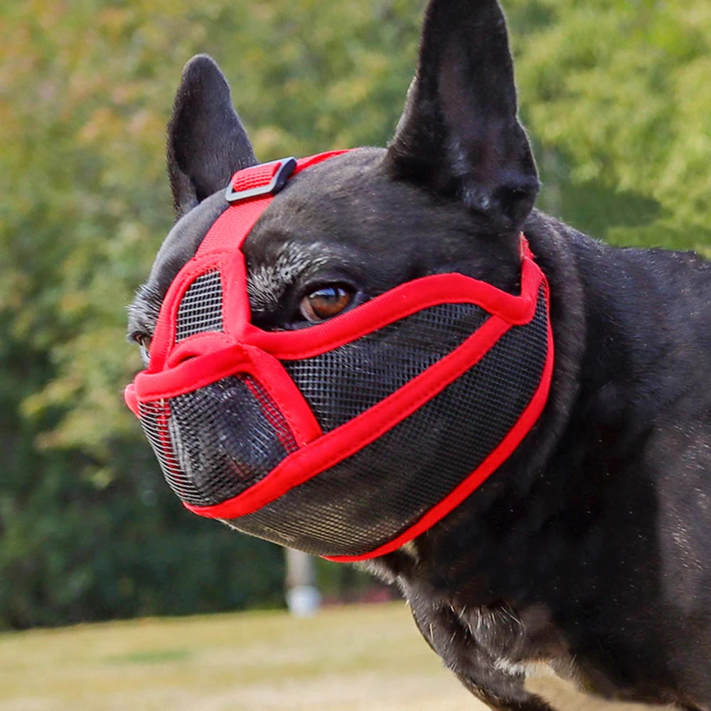 A black dog wearing a red nylon muzzle for short-nosed breeds.