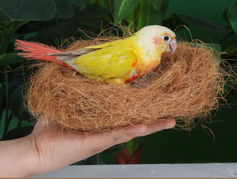 A hand holds a yellow and orange bird with a red tail nestled in a nest made of natural coconut fiber bedding.