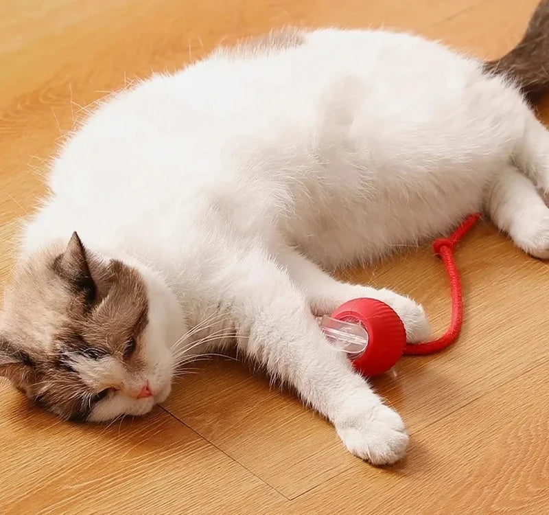 Cat Interactive Ball Toy for Kitten