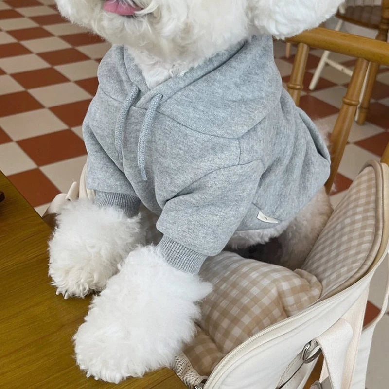 Un chien blanc portant un pull en polaire gris, assis sur une surface en bois.