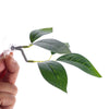 Betta Fish Rest Leaf Aquarium Decoration