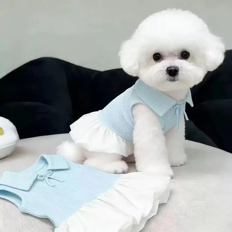 Un caniche blanco vistiendo un vestido polo de peluche fino azul claro y pantalones a juego.