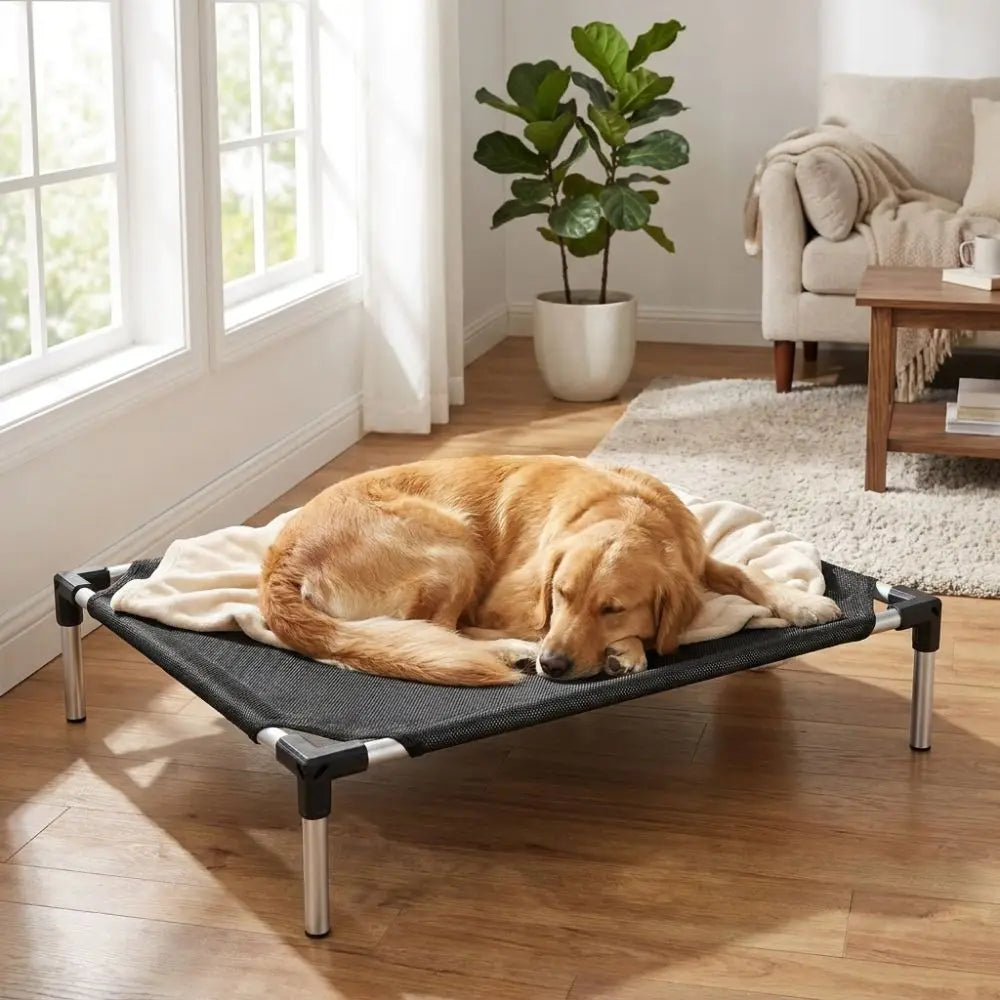 An elevated mesh pet bed for a golden retriever resting on a wooden floor near a window.