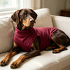 A brown dog wearing a maroon turtleneck vest is lying on a light-colored sofa.