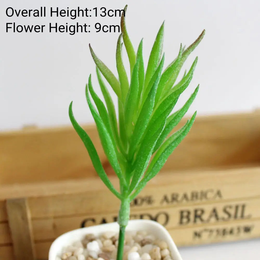 A vibrant green succulent plant with long, spiky leaves is displayed in a small pot on a wooden surface.