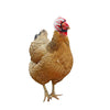 Adjustable Protective Helmet for Chickens and Poultry