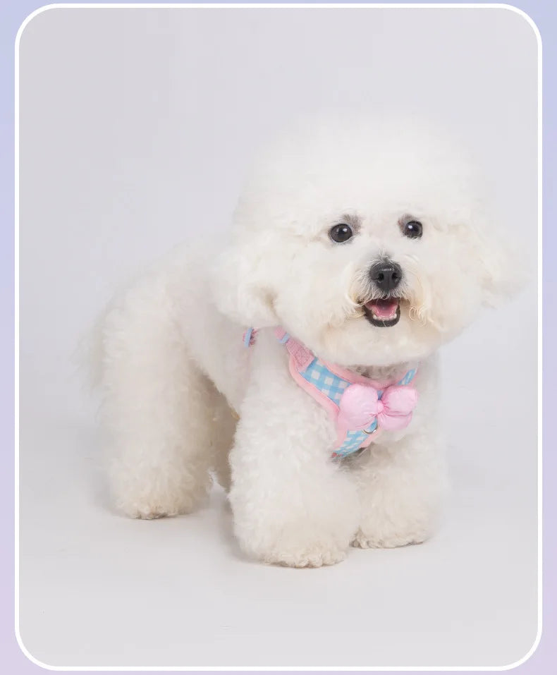 A white poodle wearing a pink plaid dog harness with a bow.