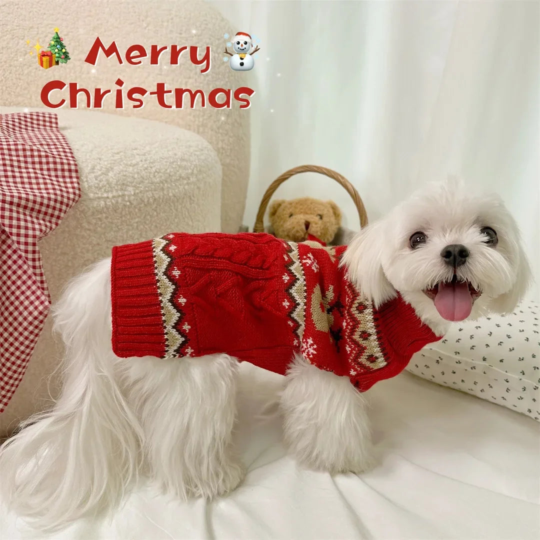 A white dog wearing a red knit sweater with gold trim sitting on a white surface.