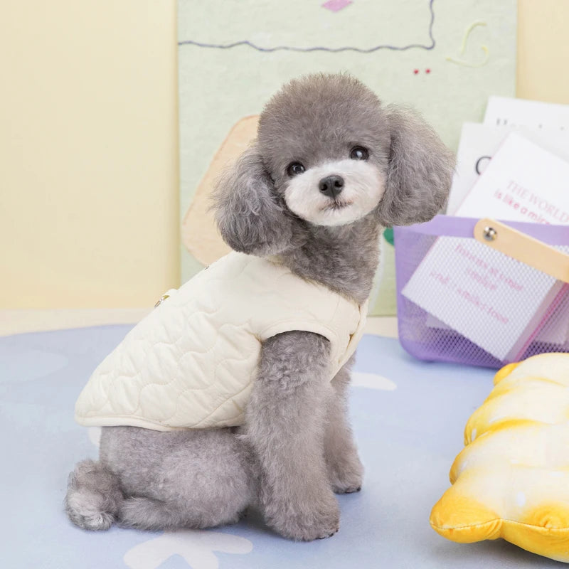 A small gray poodle wearing a cream quilted pet vest sitting on a light blue surface.