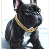 Ein schwarzer Französische Bulldogge mit einer luxuriösen goldenen Metall-Kettenhalskette für Haustiere.