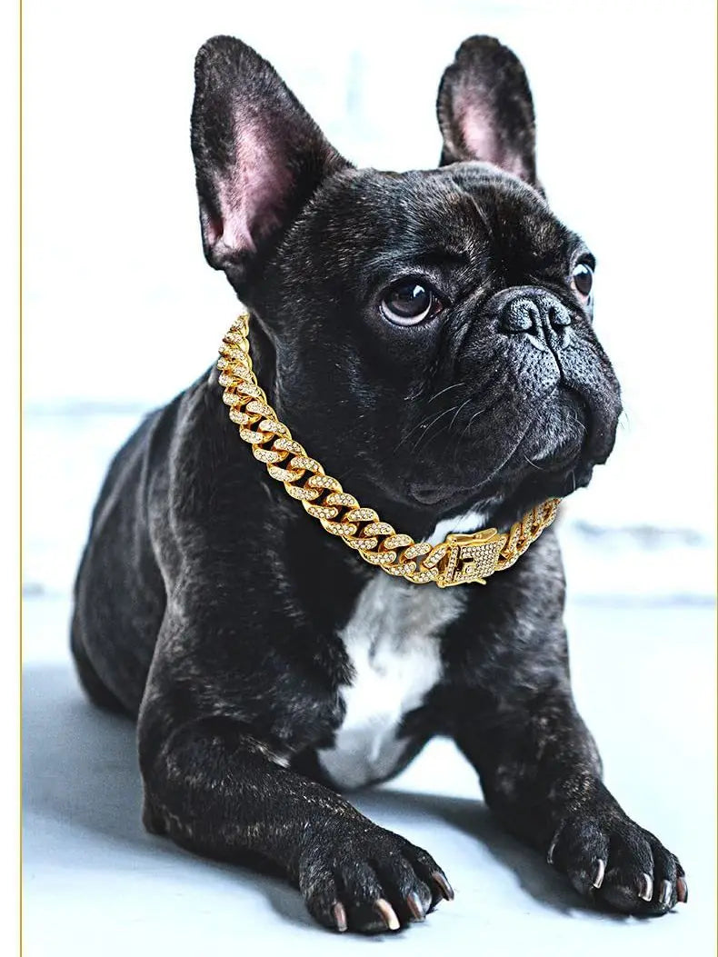 Ein schwarzer Französische Bulldogge mit einer luxuriösen goldenen Metall-Kettenhalskette für Haustiere.