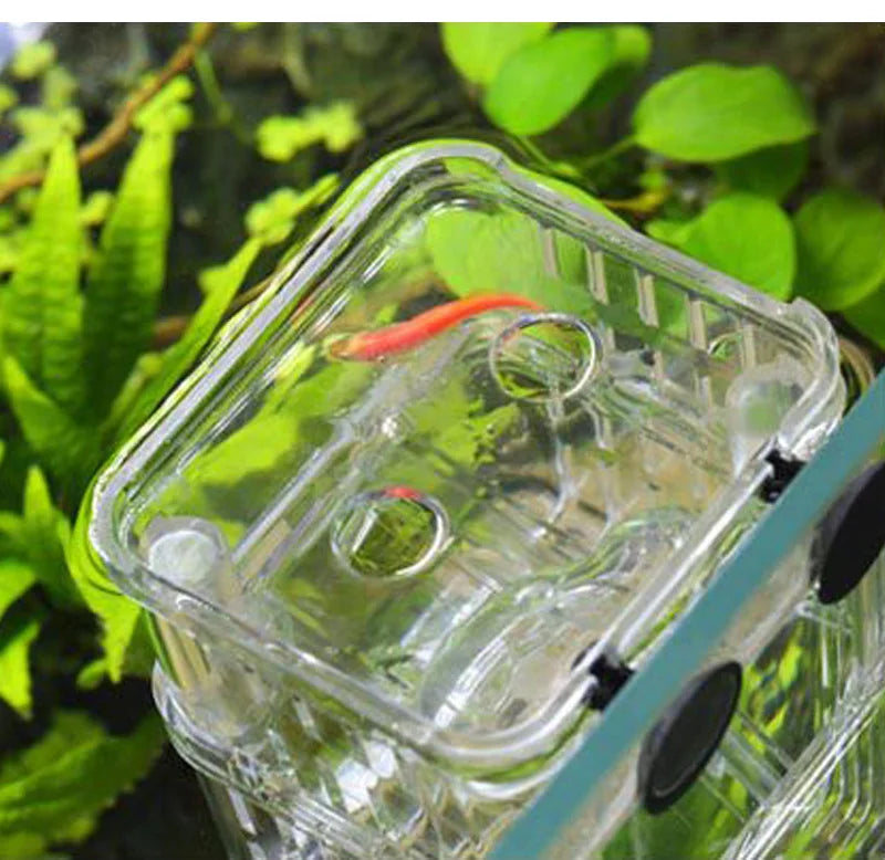 Cage d'isolement pour reproduction en aquarium