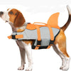A brown and white dog wearing an orange and gray life jacket for swimming.
