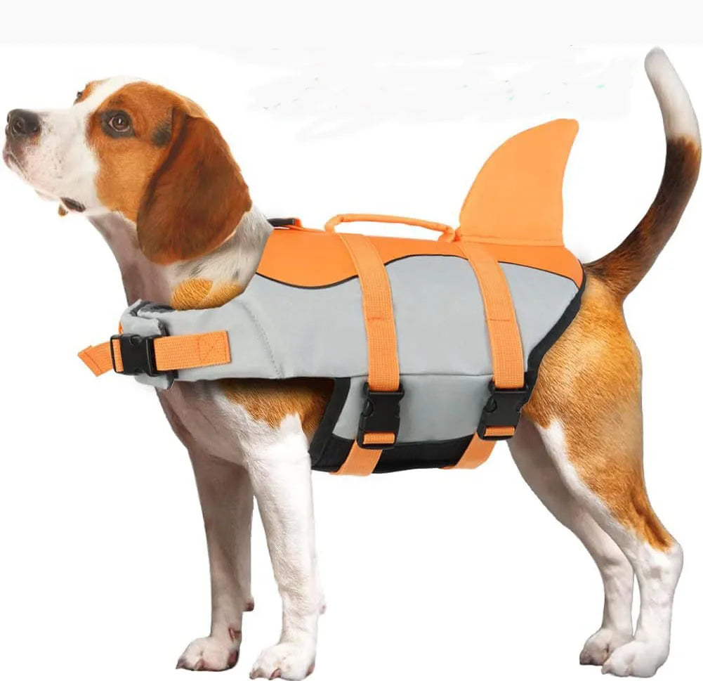 A brown and white dog wearing an orange and gray life jacket for swimming.