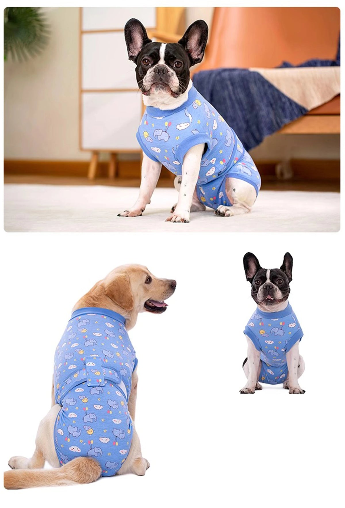 A dog wearing a blue patterned post-surgery recovery suit sitting on a white floor.
