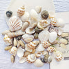 Natural Sea Wind Mixed Shells for Aquarium Décor (100g)