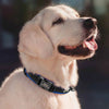 Reflektierendes personalisiertes Hundehalsband mit graviertem Anhänger