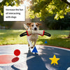 A dog is playing with a red and white jute tug toy on a blue ground, with shadows cast by sunlight.