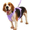 A light brown and white dog wearing a purple reflective harness vest.