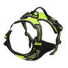 Hundegeschirr-Set aus Leder: Halsband, Geschirr & Leine