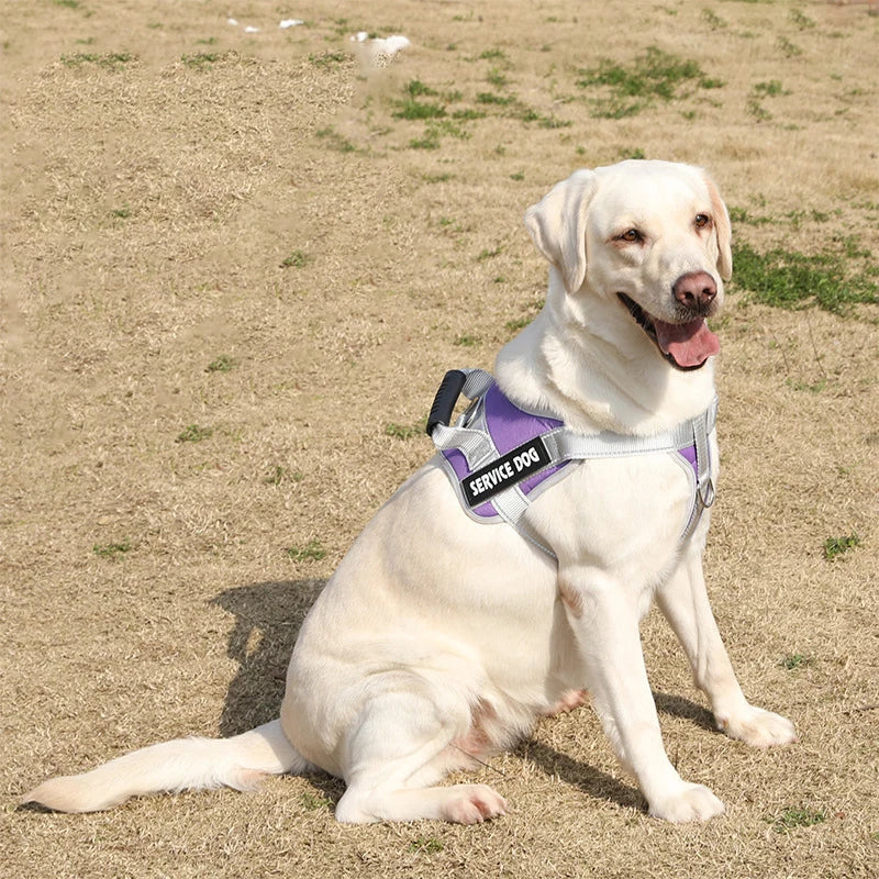 A light-colored Labrador dog wearing a purple reflective service dog harness sitting on dry grass.