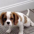 A light brown and white dog is resting on a black wire mesh surface.