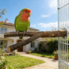 Natural Wood Forked Bird Perch for Small Parrots
