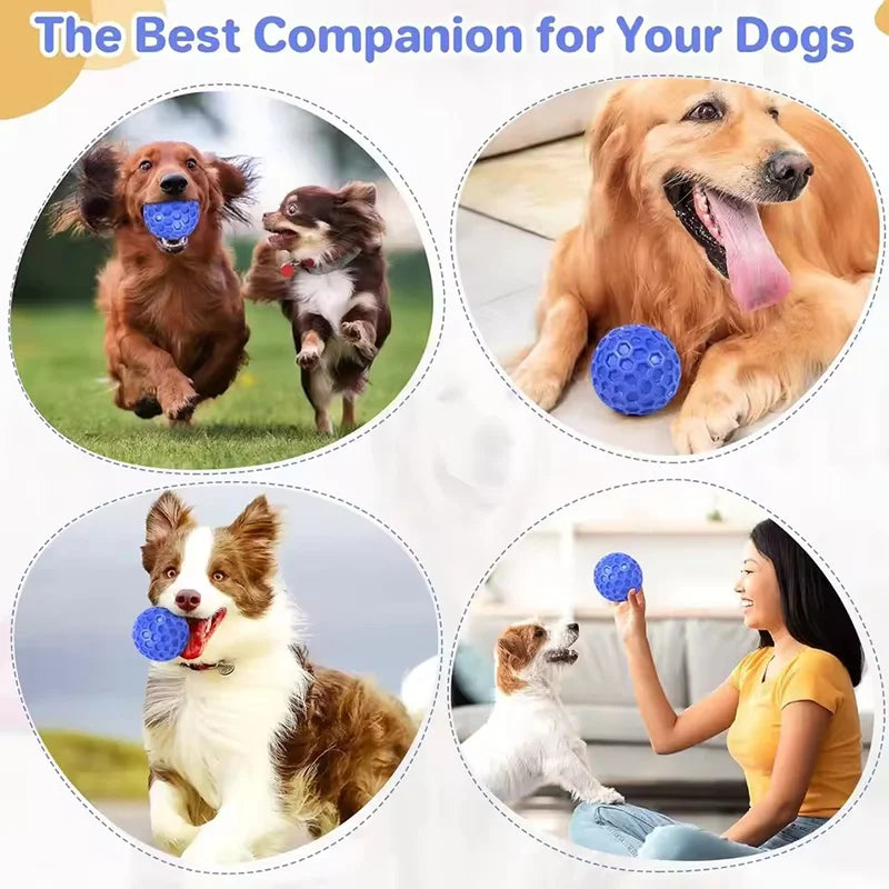 A golden retriever plays with a blue squeaky dog toy ball, alongside other dogs and a dog toy.