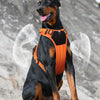 A black and tan dog wearing an orange heavy-duty no-pull harness sitting on a rock.