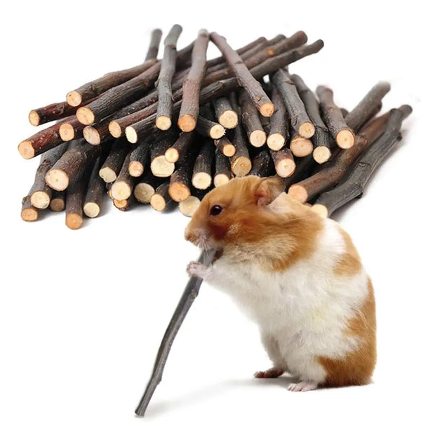 A small brown and white rodent is chewing on natural apple branch chew sticks.