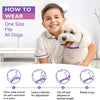 Un niño demuestra cómo ponerse un collar para mascota, con diagramas que ilustran la colocación y ajuste del collar