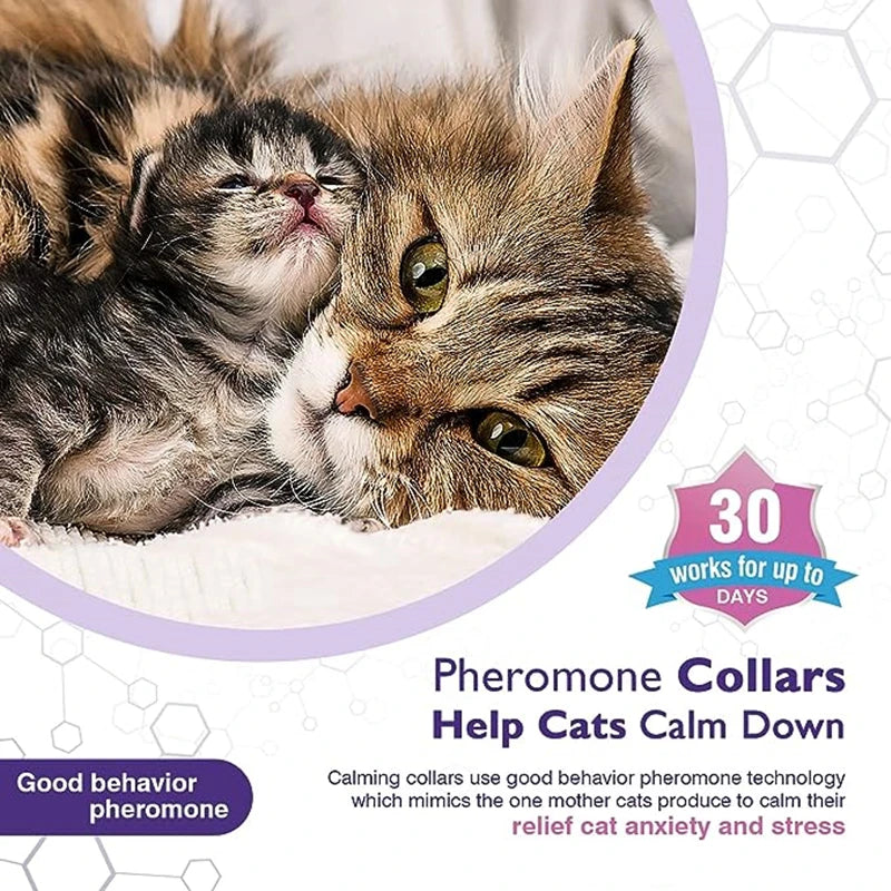 Two cats resting together, demonstrating a pheromone collar product for calming behavior.