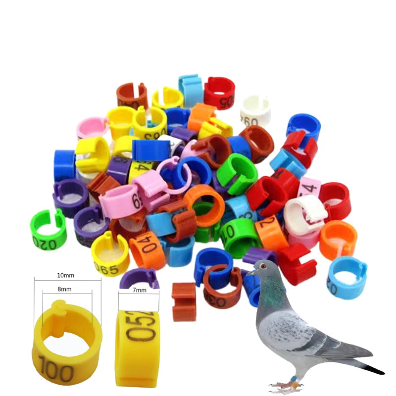 A collection of colorful 8mm plastic bird identification foot rings in various colors and sizes, next to a pigeon.