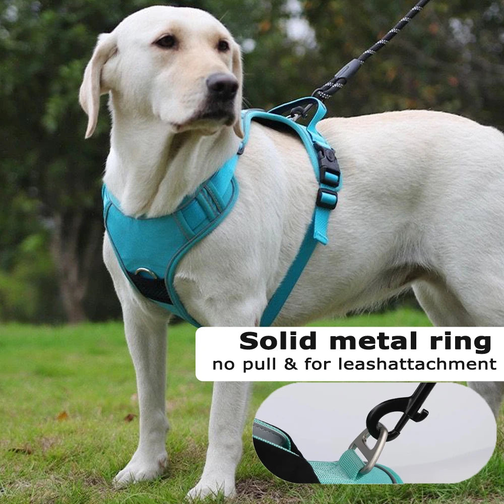 A light-colored dog wearing a teal harness with a solid metal ring for leash attachment.