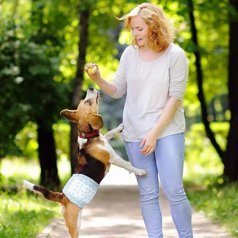 A woman is holding a dog wearing disposable diapers outdoors in a park.