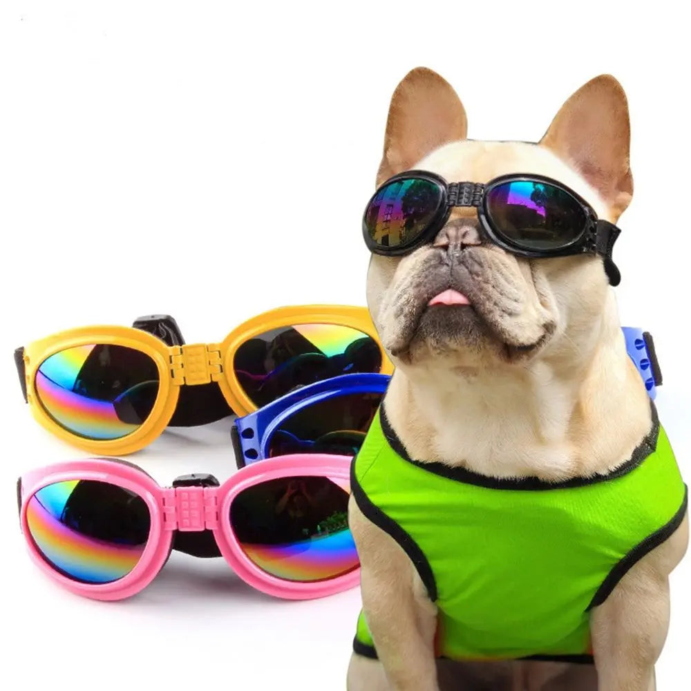 A fawn-colored bulldog wearing a neon green dog shirt looking forward while several pairs of colorful pet sunglasses are disp