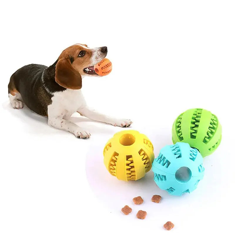 Ein Hund hält einen kleinen orangen Gummiball als Spielzeug zum Kauen.