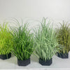 A collection of green onion grass plants in black pots displayed against a white background.