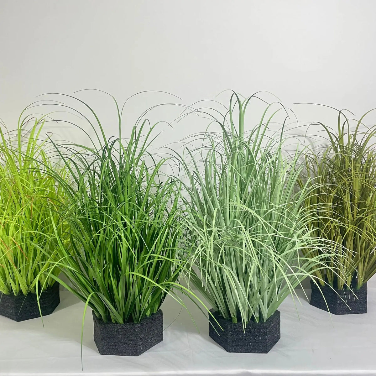 A collection of green onion grass plants in black pots displayed against a white background.