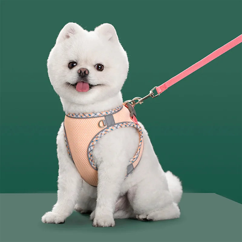 A fluffy white dog wearing a light orange harness and attached to a pink leash.