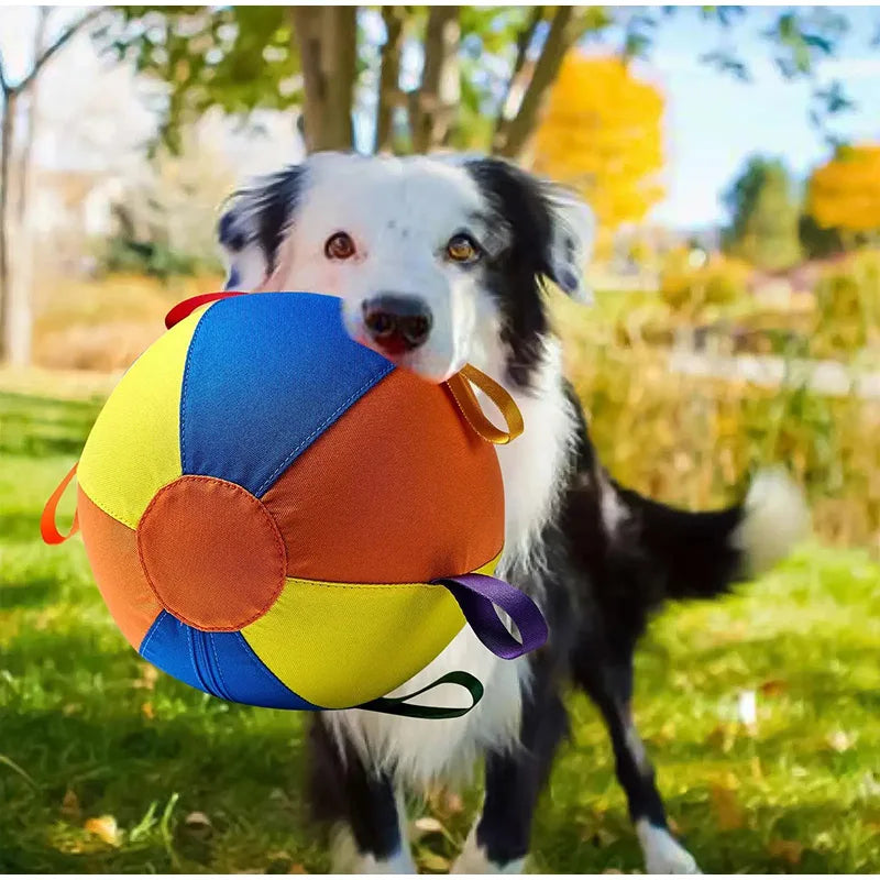 A black and white dog holds a colorful inflatable herding ball in a grassy outdoor setting.