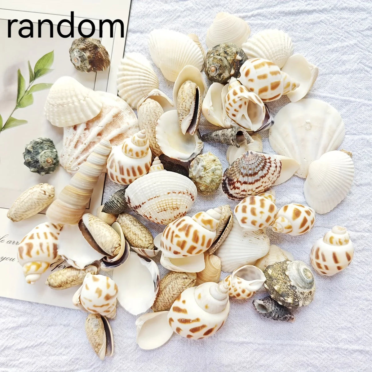 Natural Sea Wind Mixed Shells for Aquarium Décor (100g)