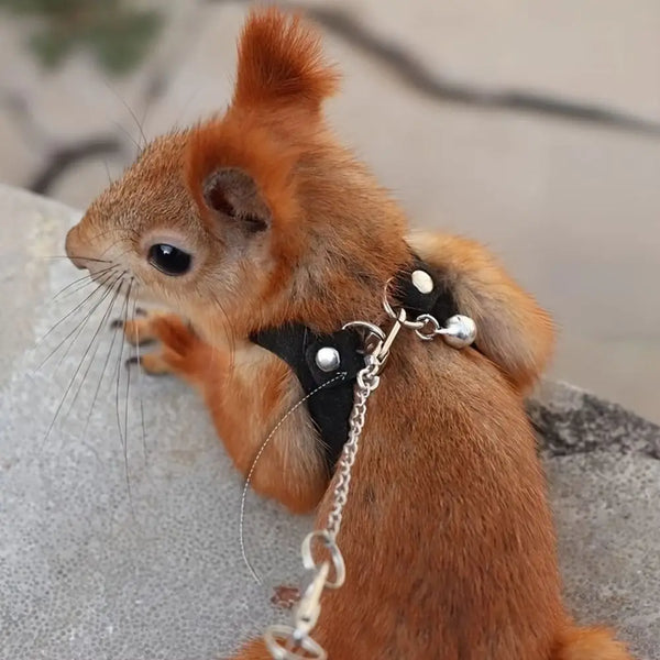 A small, reddish-brown lizard rat wearing an adjustable harness and leash set.